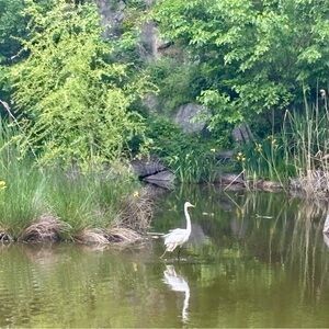 Meet your Posher, peony